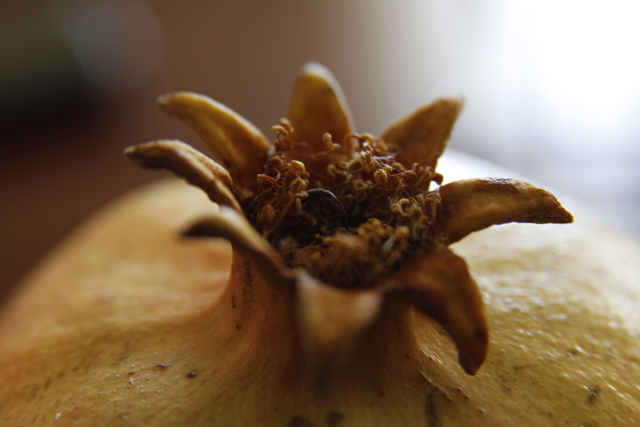 Sigma 17-70mm F2.8-4 DC Macro OS HSM sample photo. Pomegranate crown photography