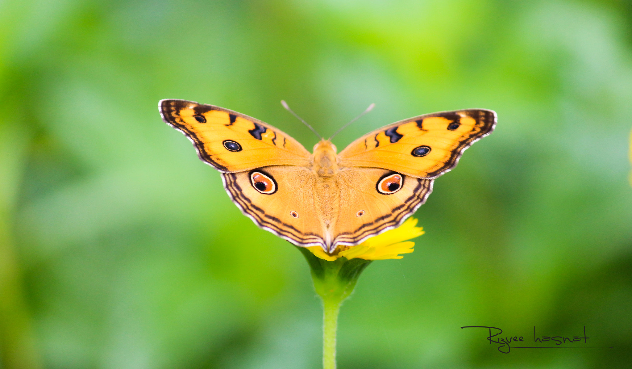 Canon EOS 700D (EOS Rebel T5i / EOS Kiss X7i) sample photo. প্রজাপতি  photography