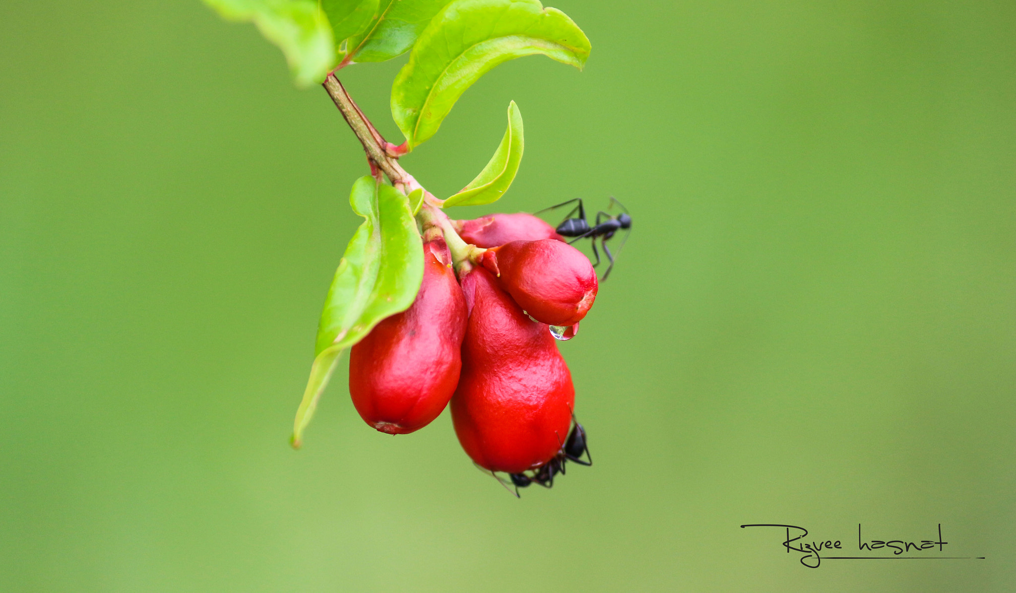 Canon EOS 700D (EOS Rebel T5i / EOS Kiss X7i) sample photo. ডালিম ফুল - photography