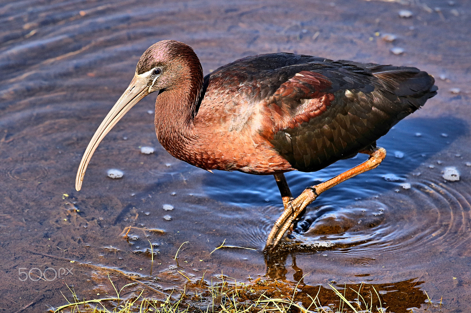 Canon EF 100-400mm F4.5-5.6L IS II USM sample photo. Glossy ibis stalking prey photography