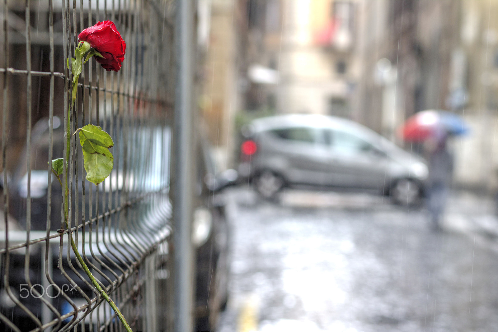 Canon EOS 760D (EOS Rebel T6s / EOS 8000D) + Canon EF 85mm F1.8 USM sample photo. The wet rose photography