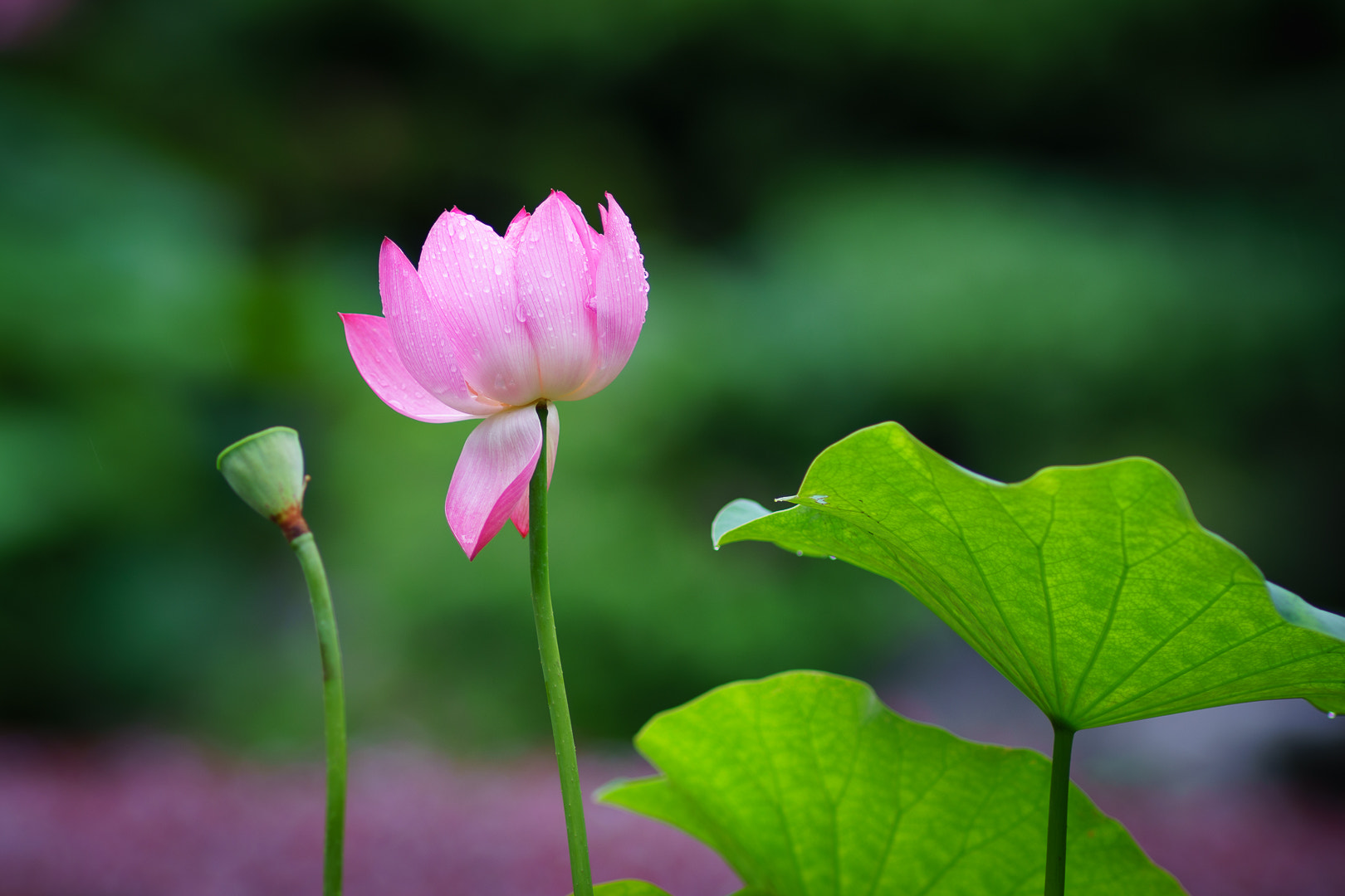 Tamron SP 70-300mm F4-5.6 Di USD sample photo. Lotus photography
