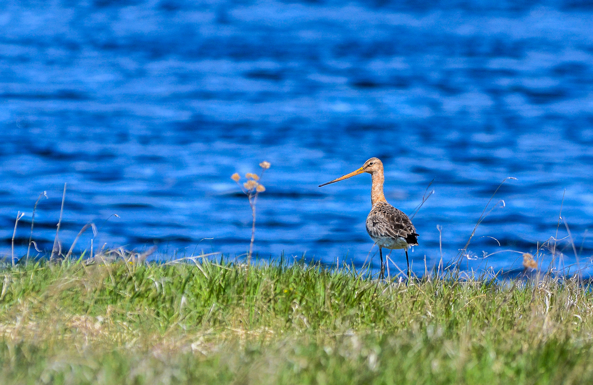 Nikon D3100 sample photo. Black-tailed godwit, limosa limosa (linnaeus, 1758 photography