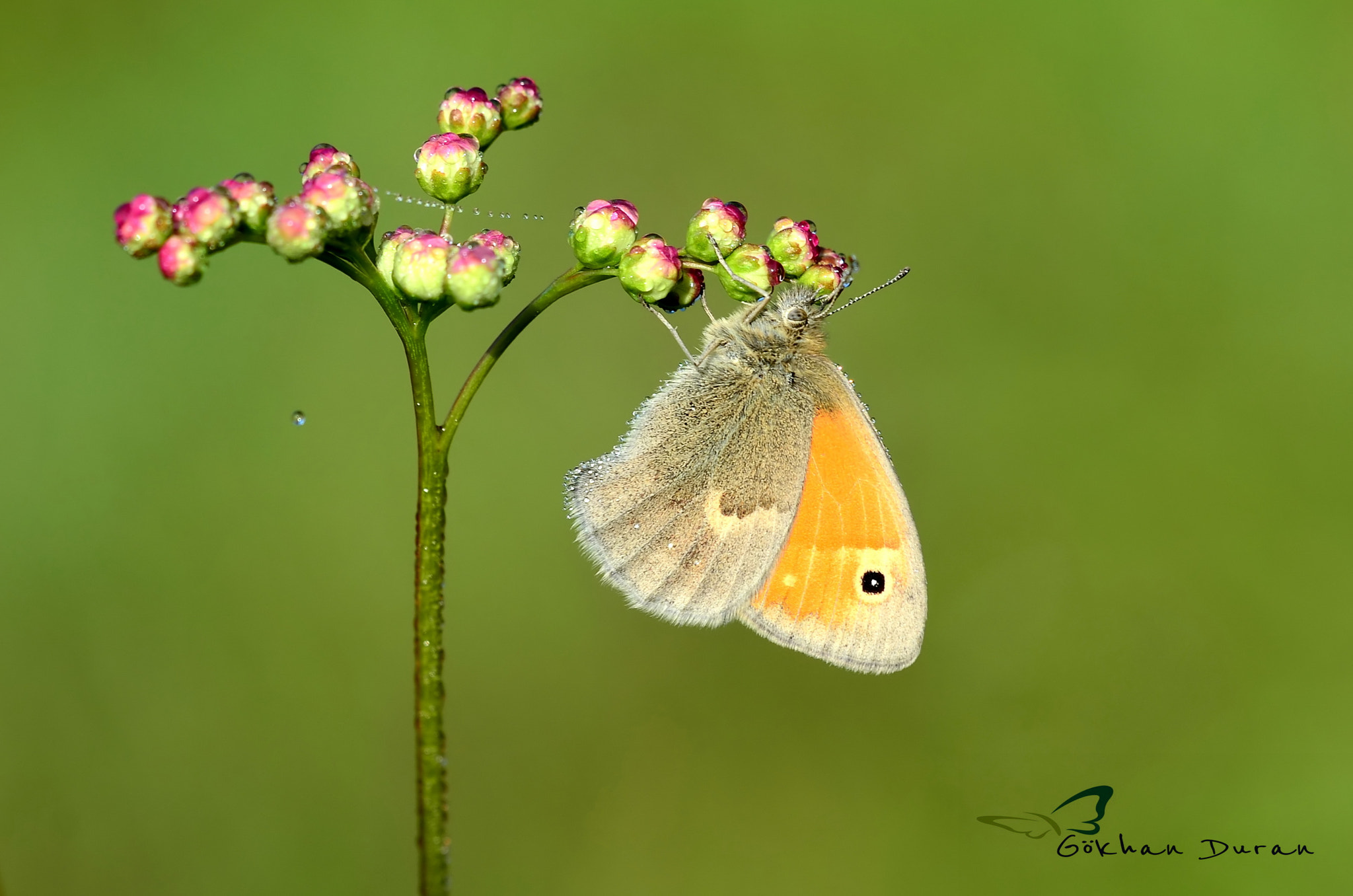 Sigma 150mm F2.8 EX DG Macro HSM sample photo. Coenonympha pamphilus photography
