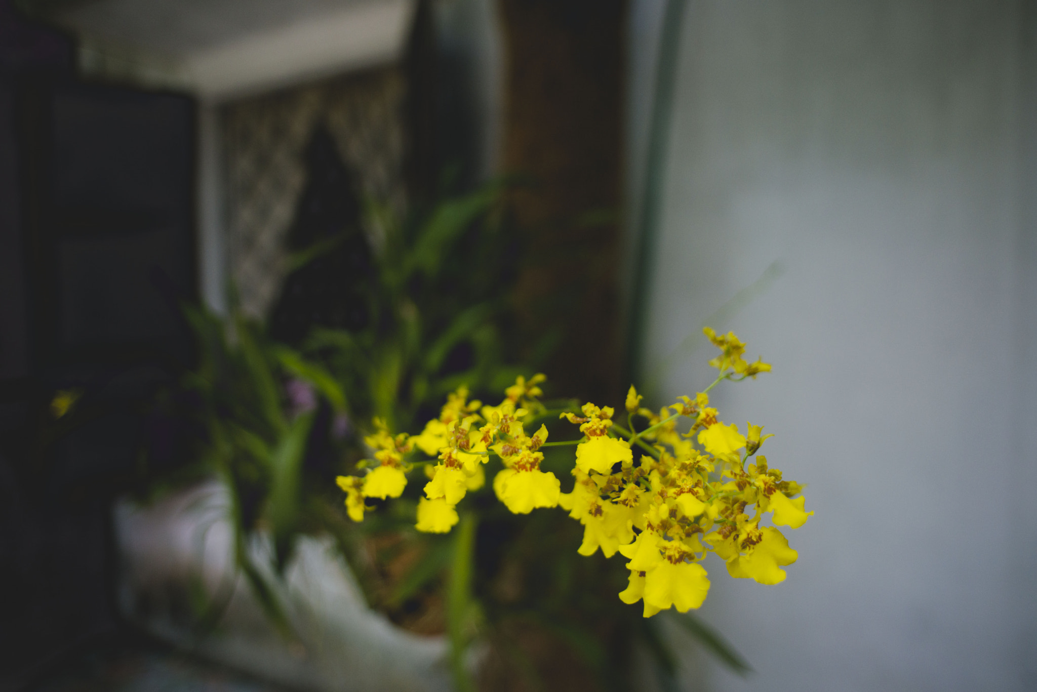 AF Nikkor 24mm f/2.8 sample photo. Dancer flowers photography