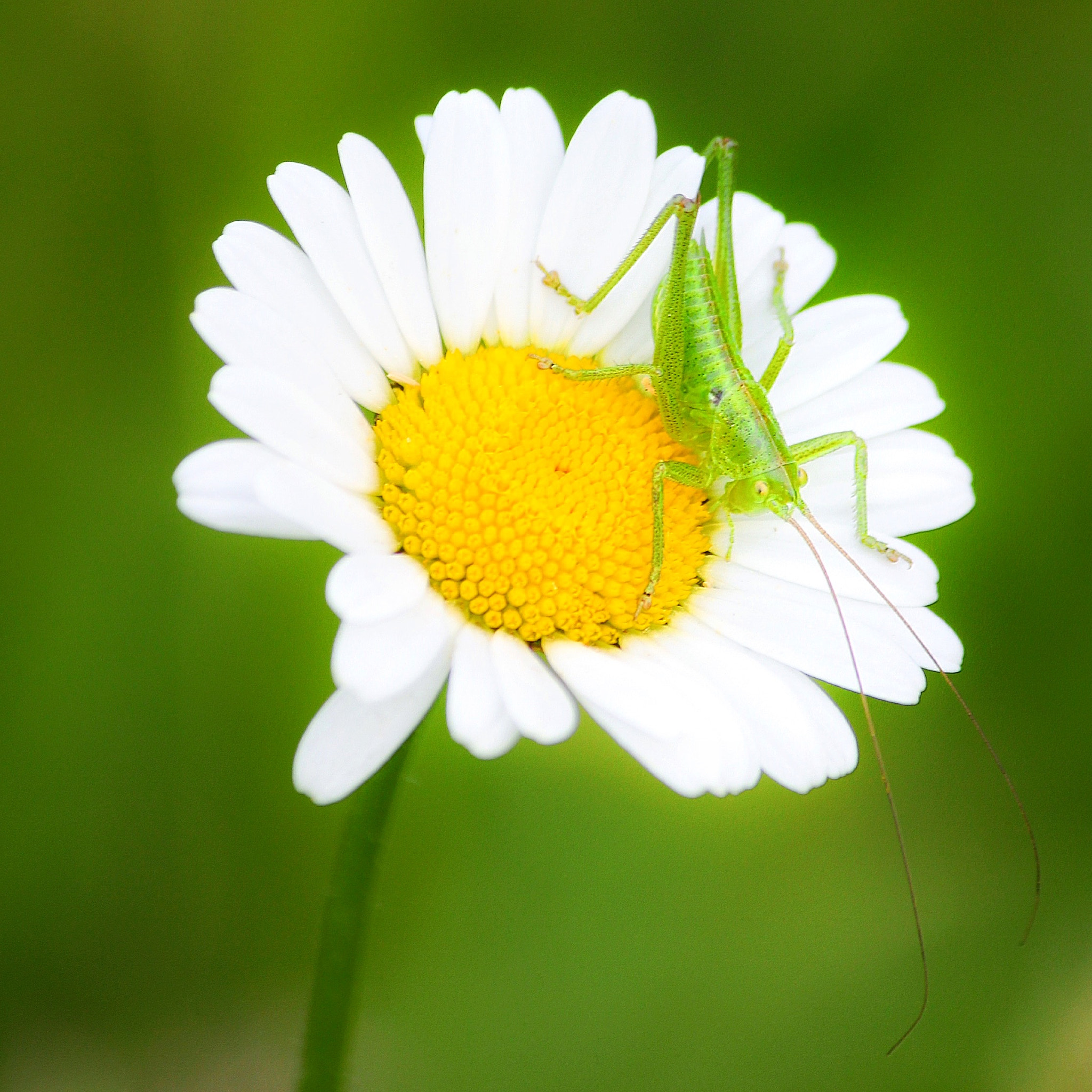 Canon EF-S 55-250mm F4-5.6 IS II sample photo. On the flower photography