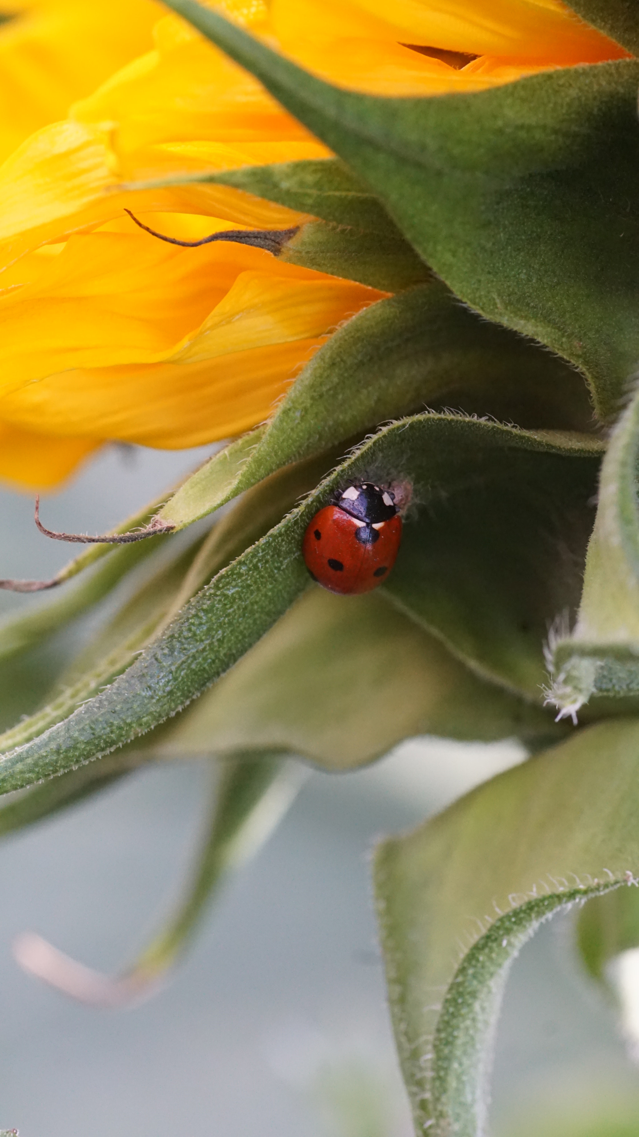 Sony a6000 + Tamron SP AF 90mm F2.8 Di Macro sample photo. Lady bug photography
