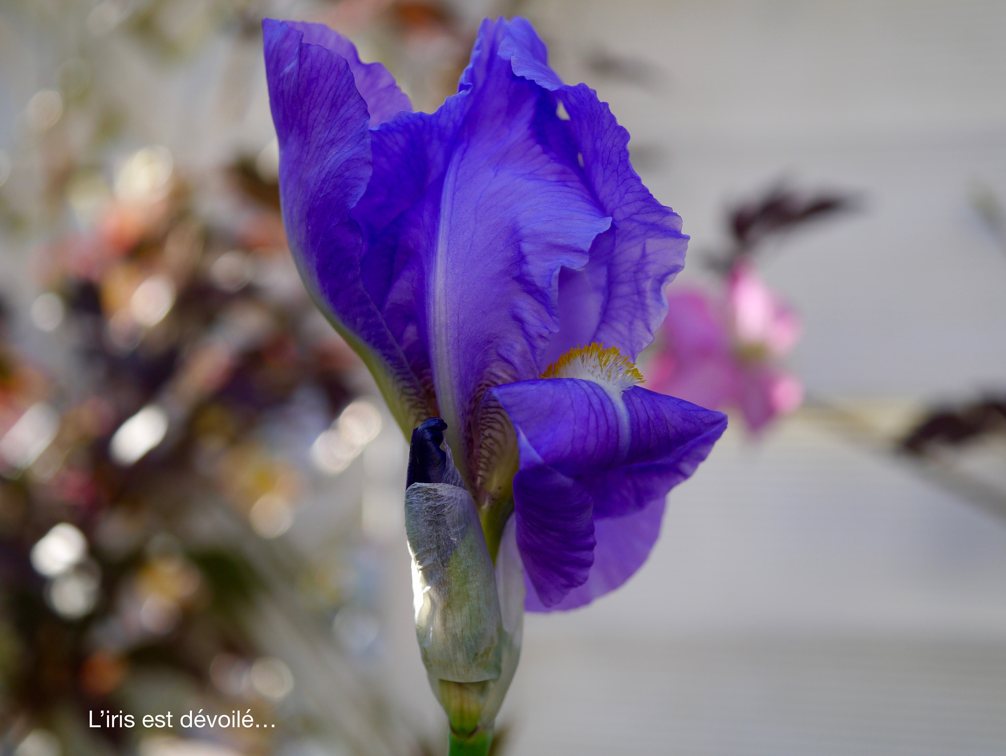 Panasonic Lumix DMC-GX1 + Panasonic Lumix G Macro 30mm F2.8 ASPH Mega OIS sample photo. L'iris dévoilé... photography