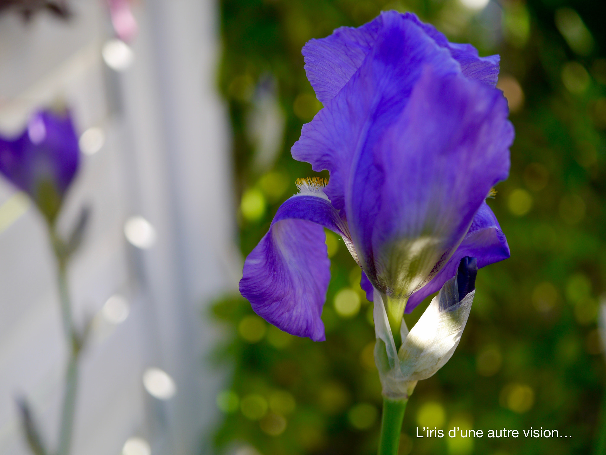 Panasonic Lumix DMC-GX1 + Panasonic Lumix G Macro 30mm F2.8 ASPH Mega OIS sample photo. L'iris d'une autre vision... photography