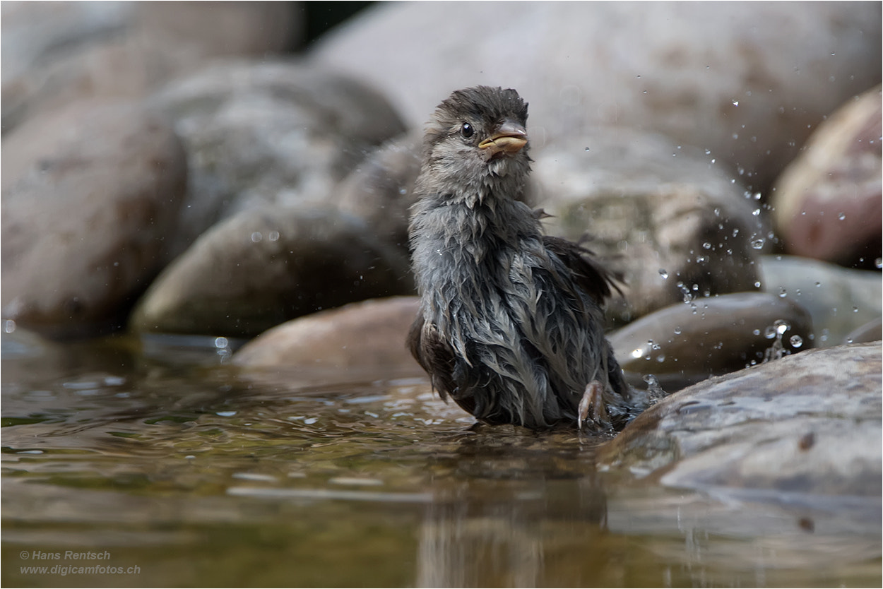 Nikon D5 sample photo. Passer domesticus / house sparrow photography