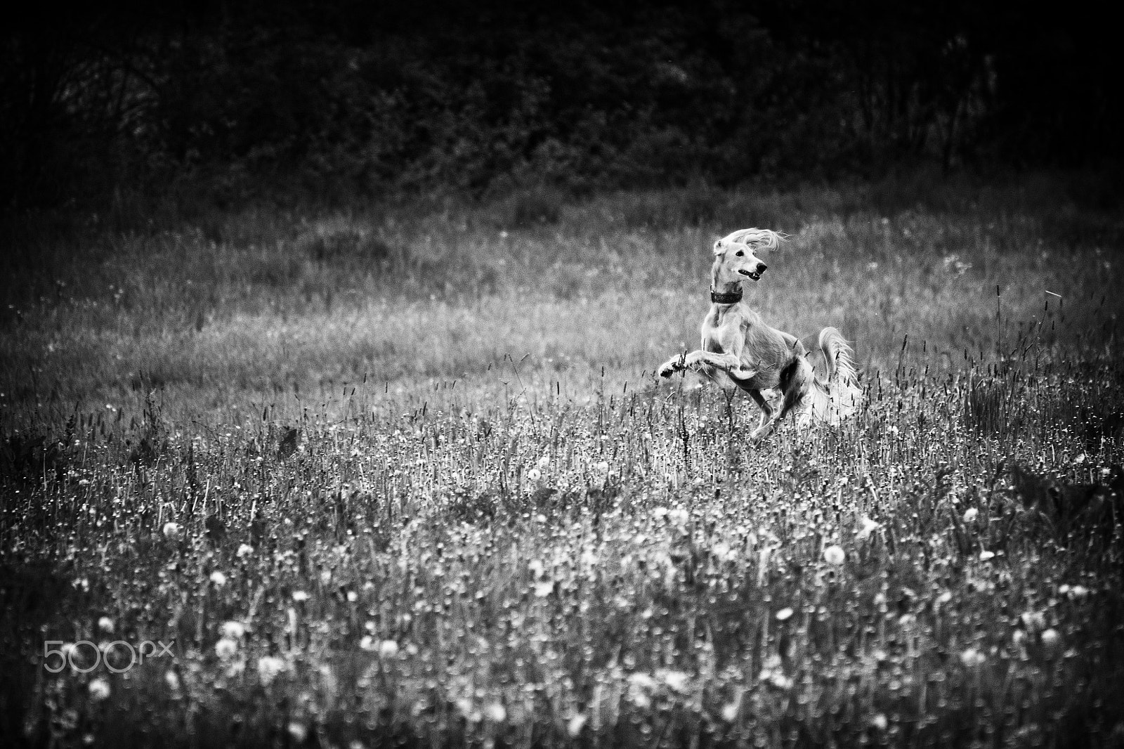 70.00 - 300.00 mm f/4.0 - 5.6 sample photo. Saluki ... photography