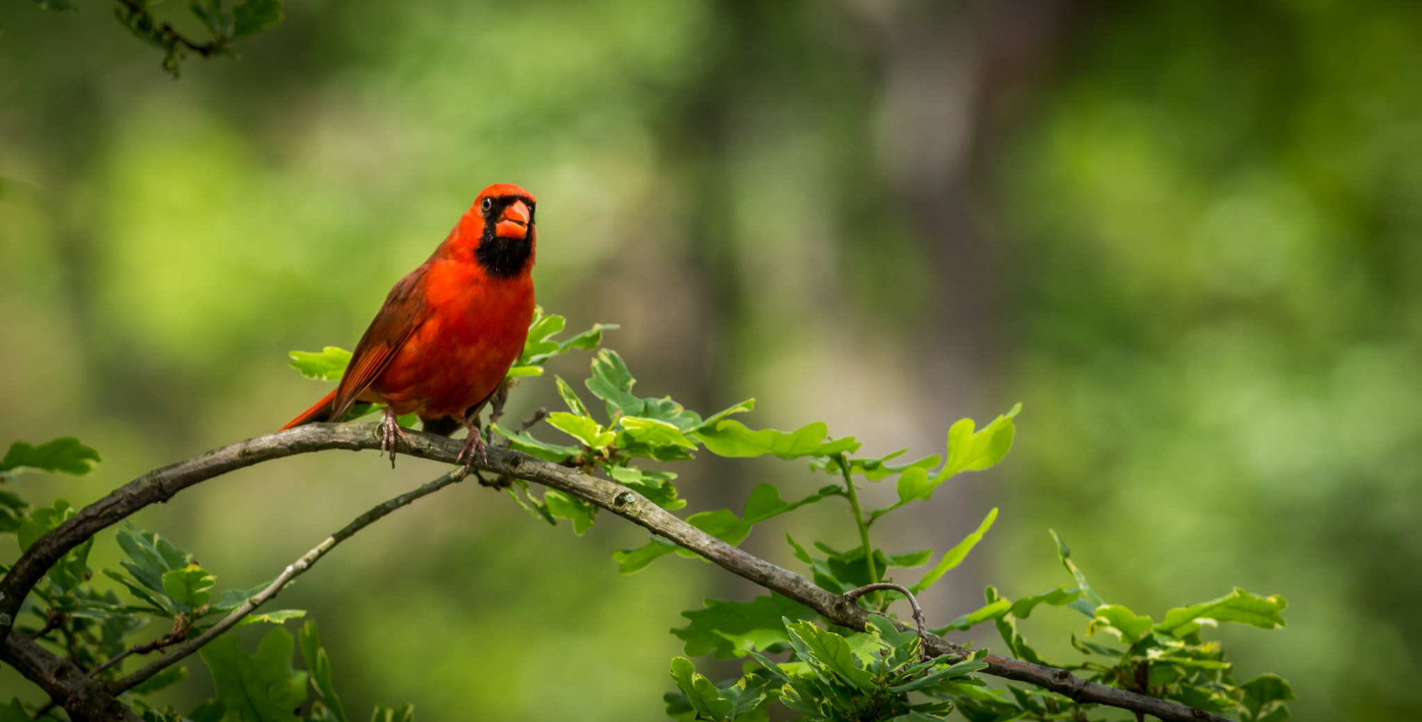 Canon EOS 650D (EOS Rebel T4i / EOS Kiss X6i) + Canon EF 400mm F5.6L USM sample photo. Northern cardinal photography