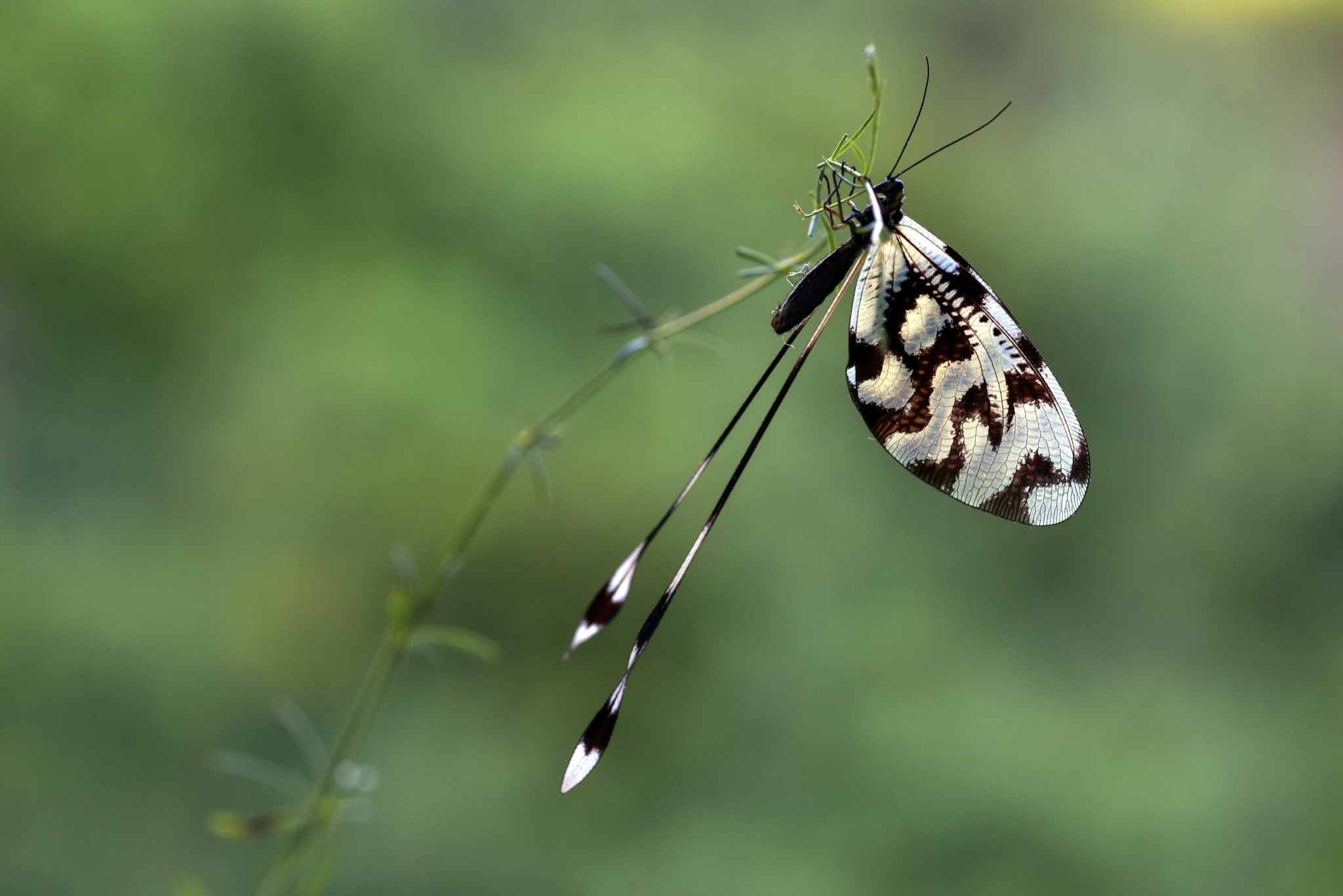 Nikon D810A + ZEISS Makro-Planar T* 100mm F2 sample photo. Fairy tails - 2 photography