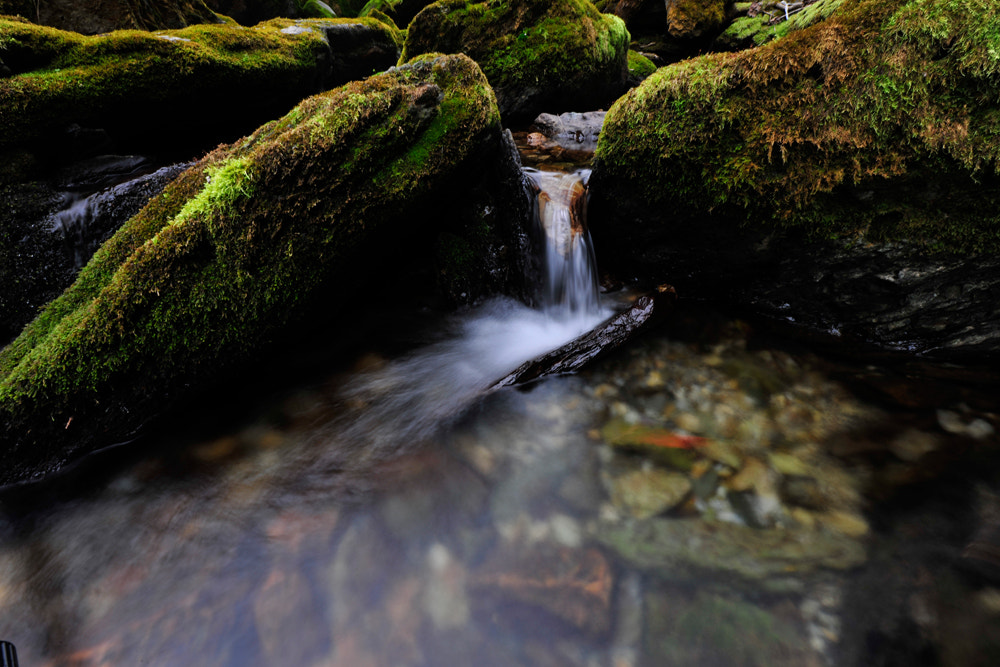 Nikon D3X sample photo