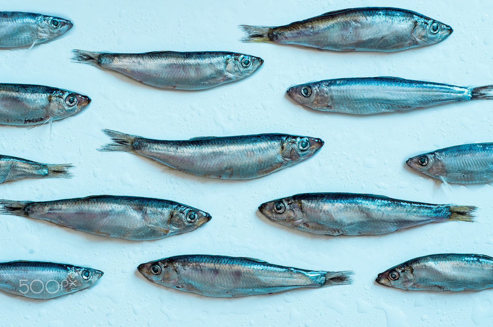 Pentax K-r + Tamron SP AF 90mm F2.8 Di Macro sample photo. Fish photography