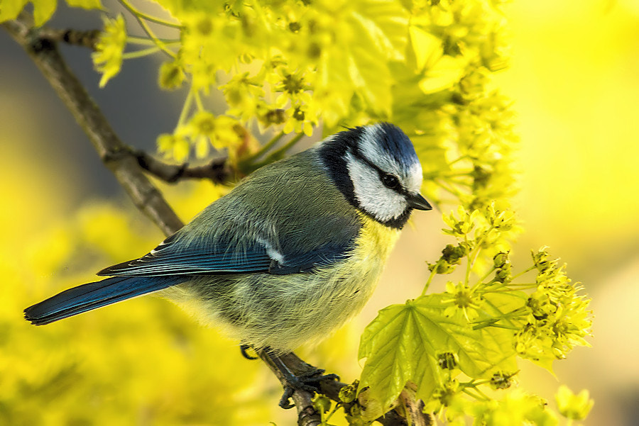 Canon EF 300mm F4L IS USM sample photo. Blaumeise photography