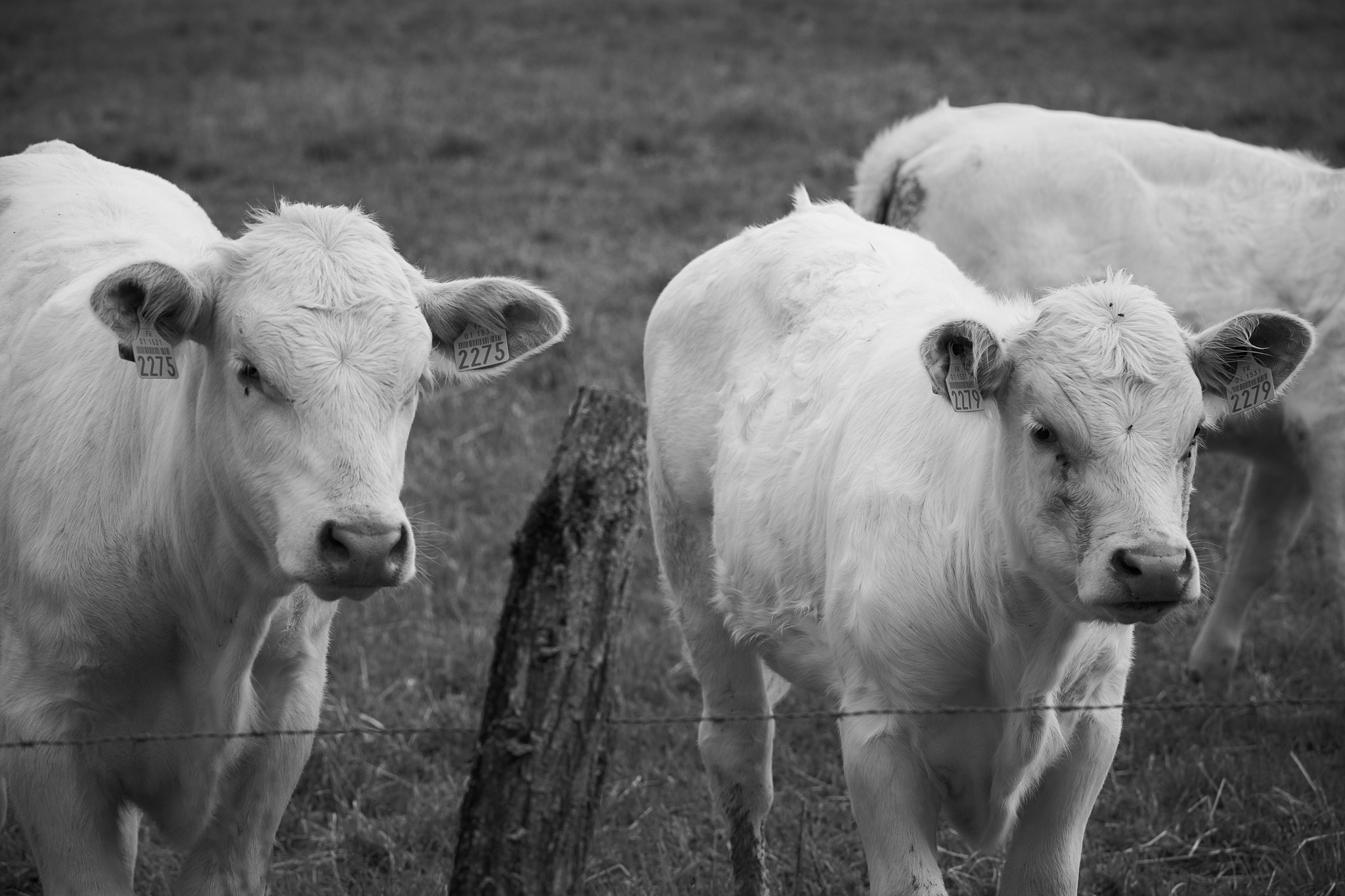 Minolta AF 300mm F2.8 HS-APO G sample photo. Two little cows photography
