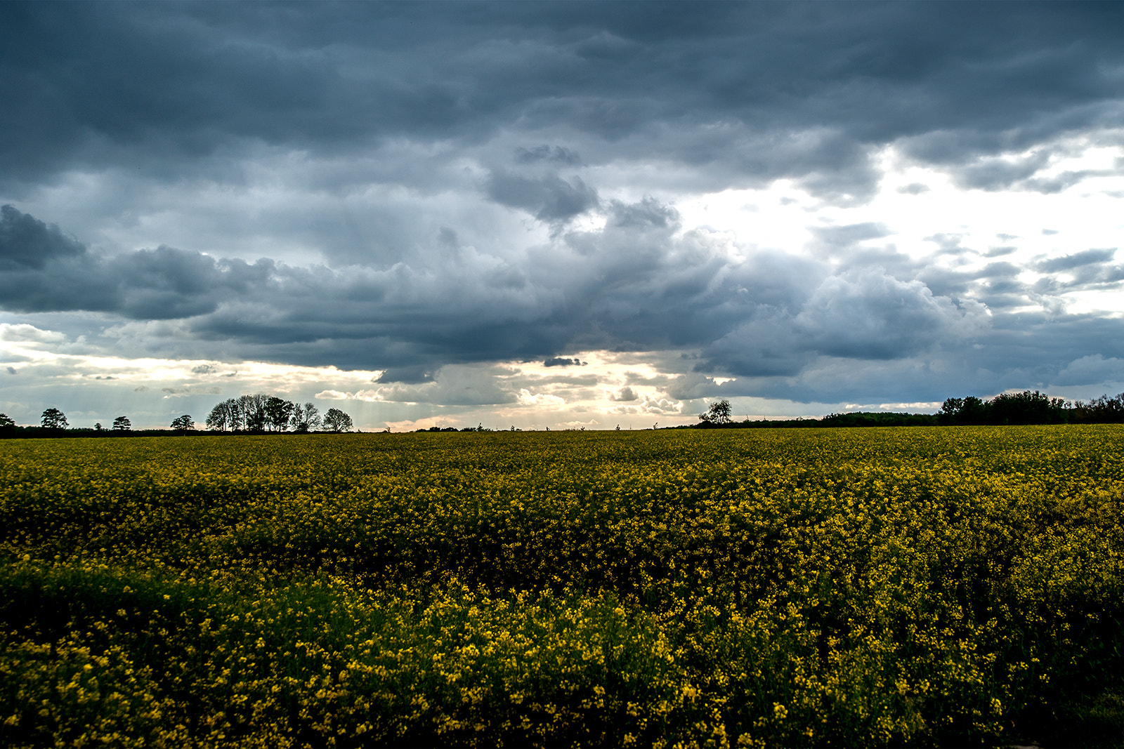 Nikon D700 + Sigma 24-60mm F2.8 EX DG sample photo. Rapsfeld ! photography