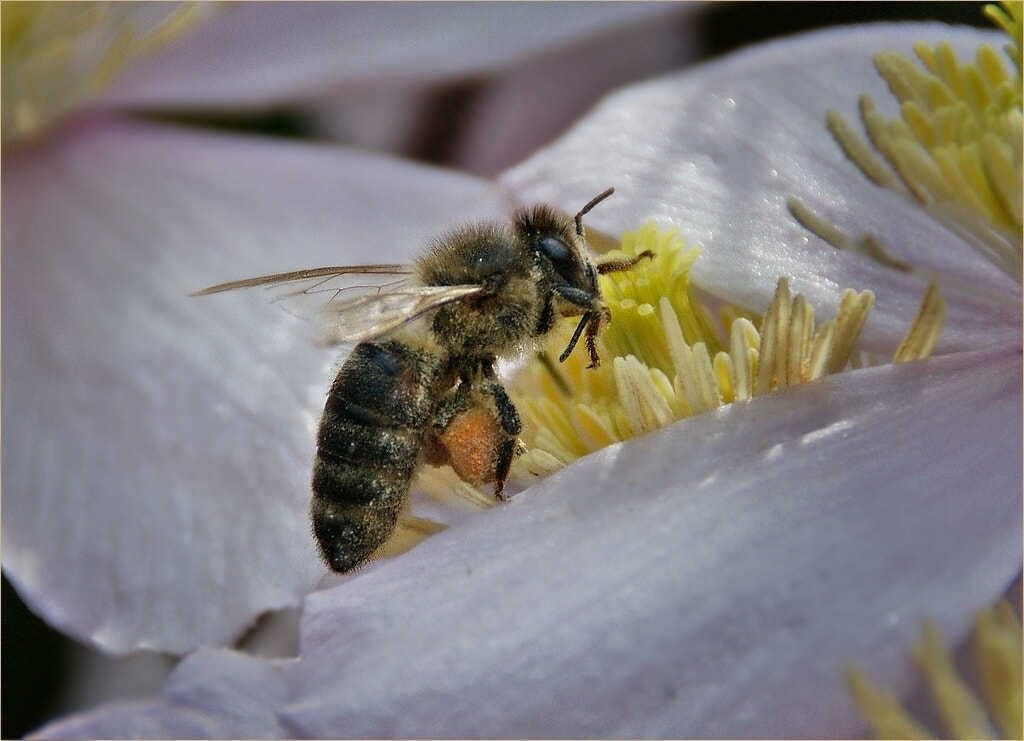 Sony Alpha DSLR-A290 sample photo. Busy bee photography