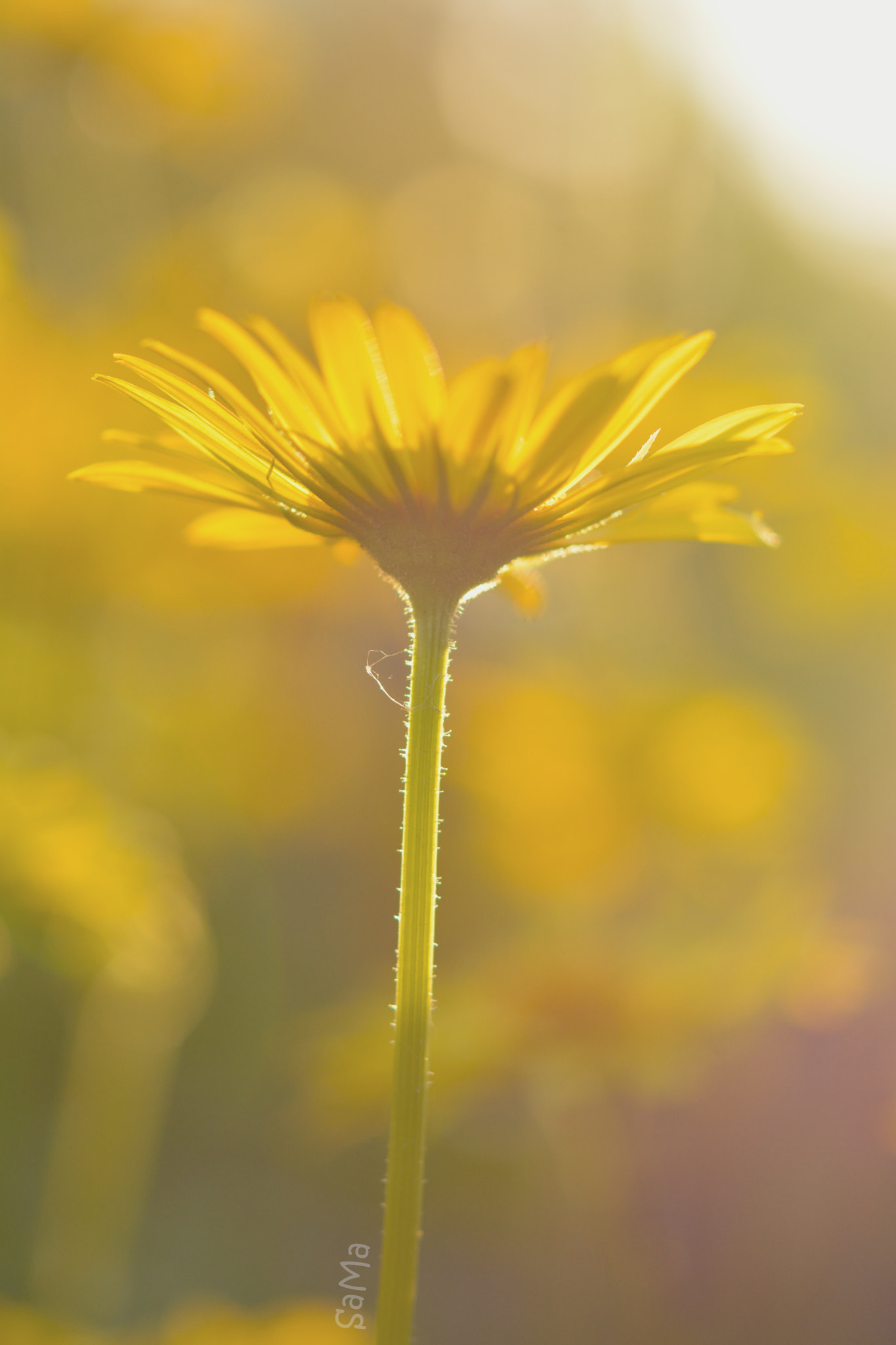 Nikon AF-S Micro-Nikkor 60mm F2.8G ED sample photo. Evening sun photography