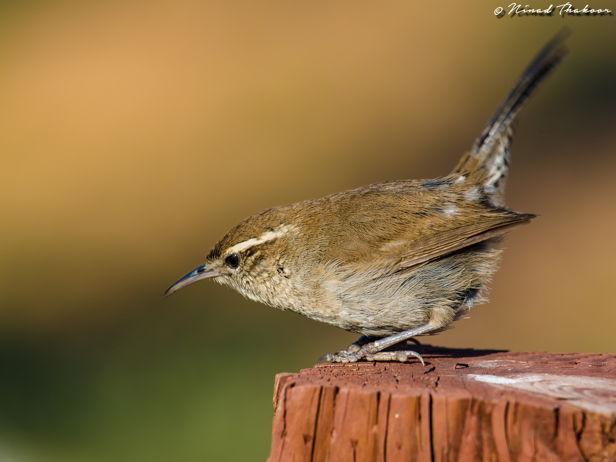 Olympus OM-D E-M5 + M.300mm F4.0 + MC-14 sample photo. Bewick's wren photography