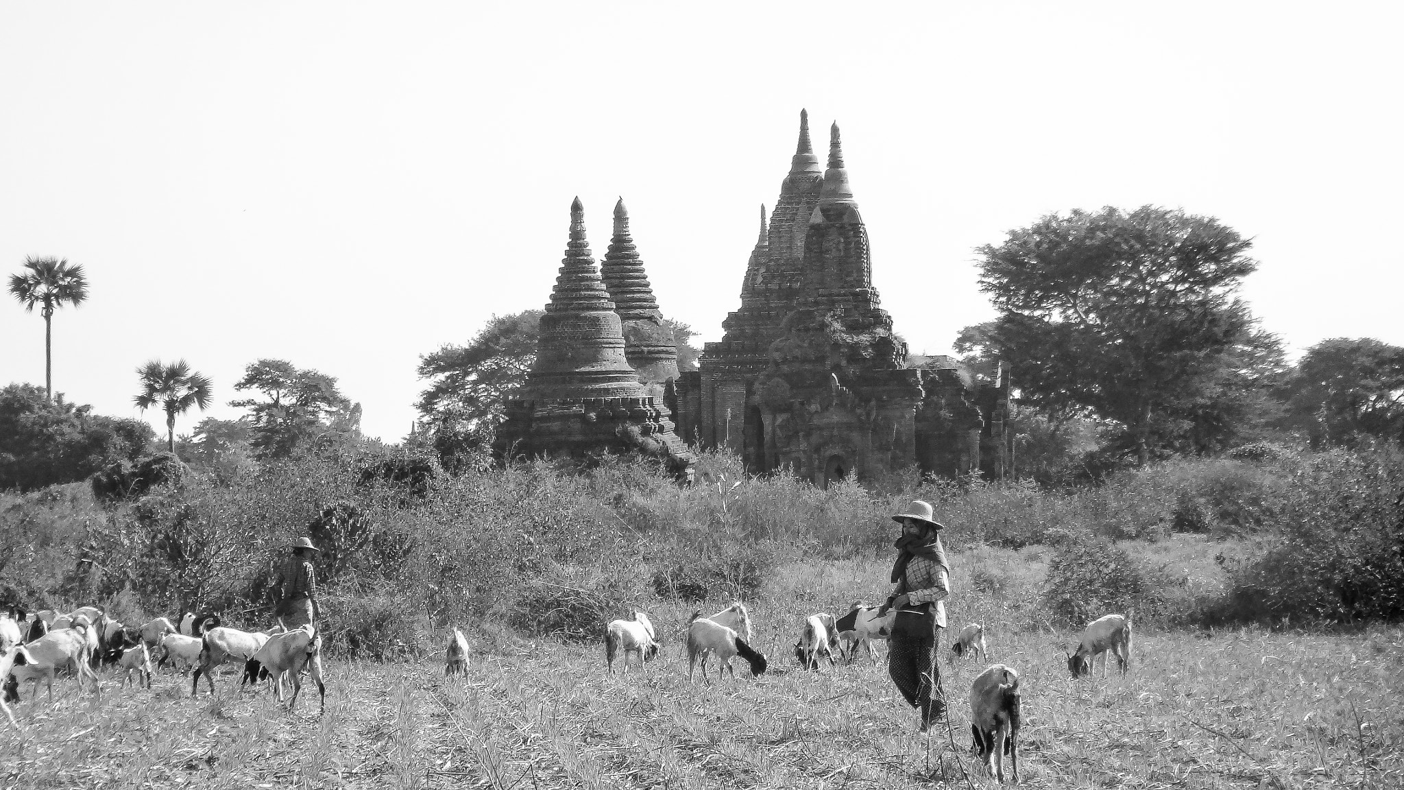 Sony Cyber-shot DSC-TX10 sample photo. Shepherd in bagan photography