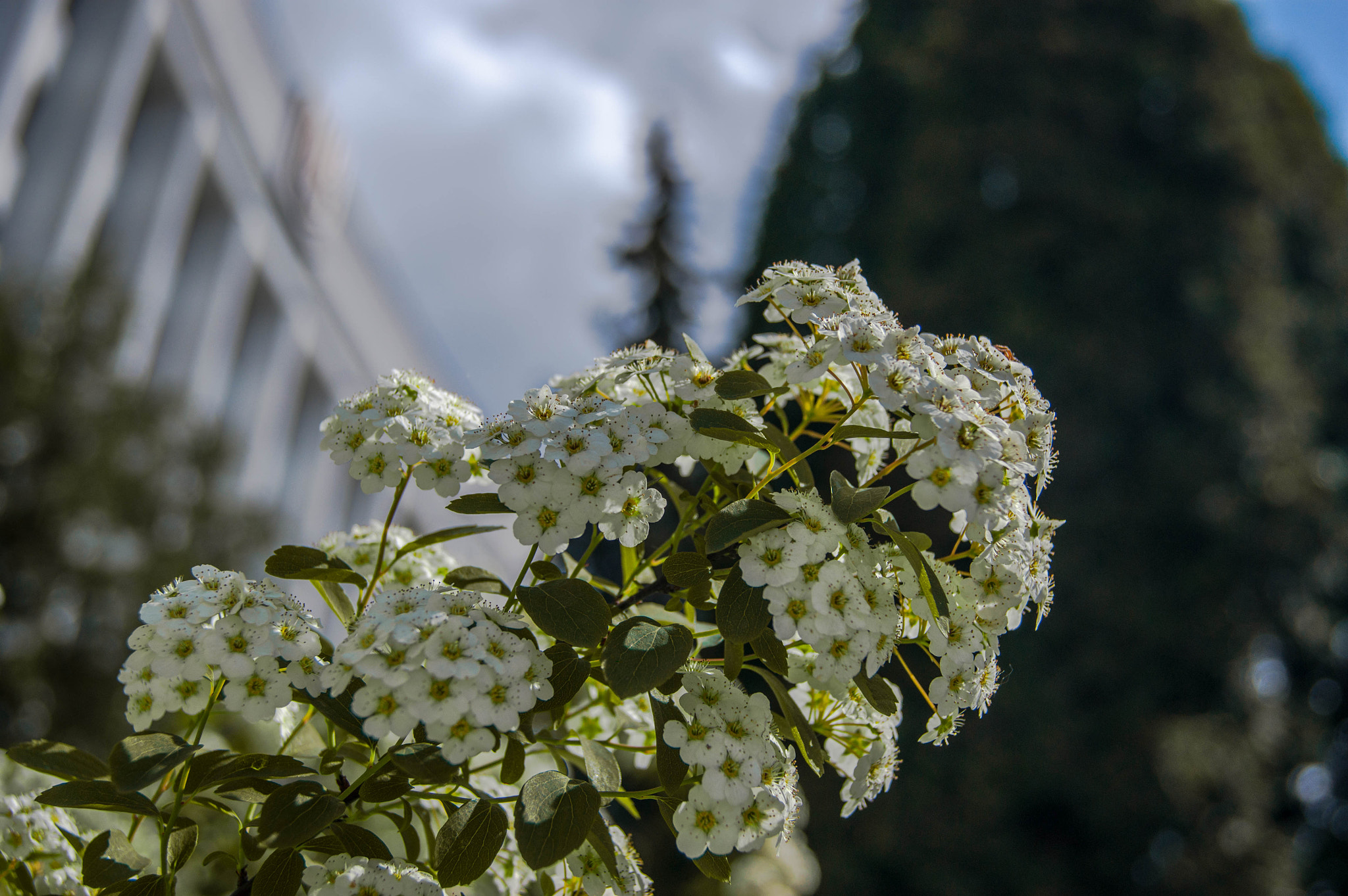Sony Alpha DSLR-A390 + Sony DT 18-55mm F3.5-5.6 SAM sample photo. White flowers photography