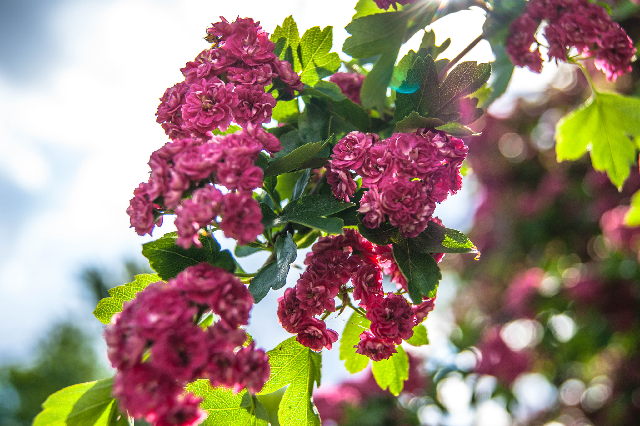 Sony Alpha DSLR-A390 + Sony DT 18-55mm F3.5-5.6 SAM sample photo. Red flowers photography