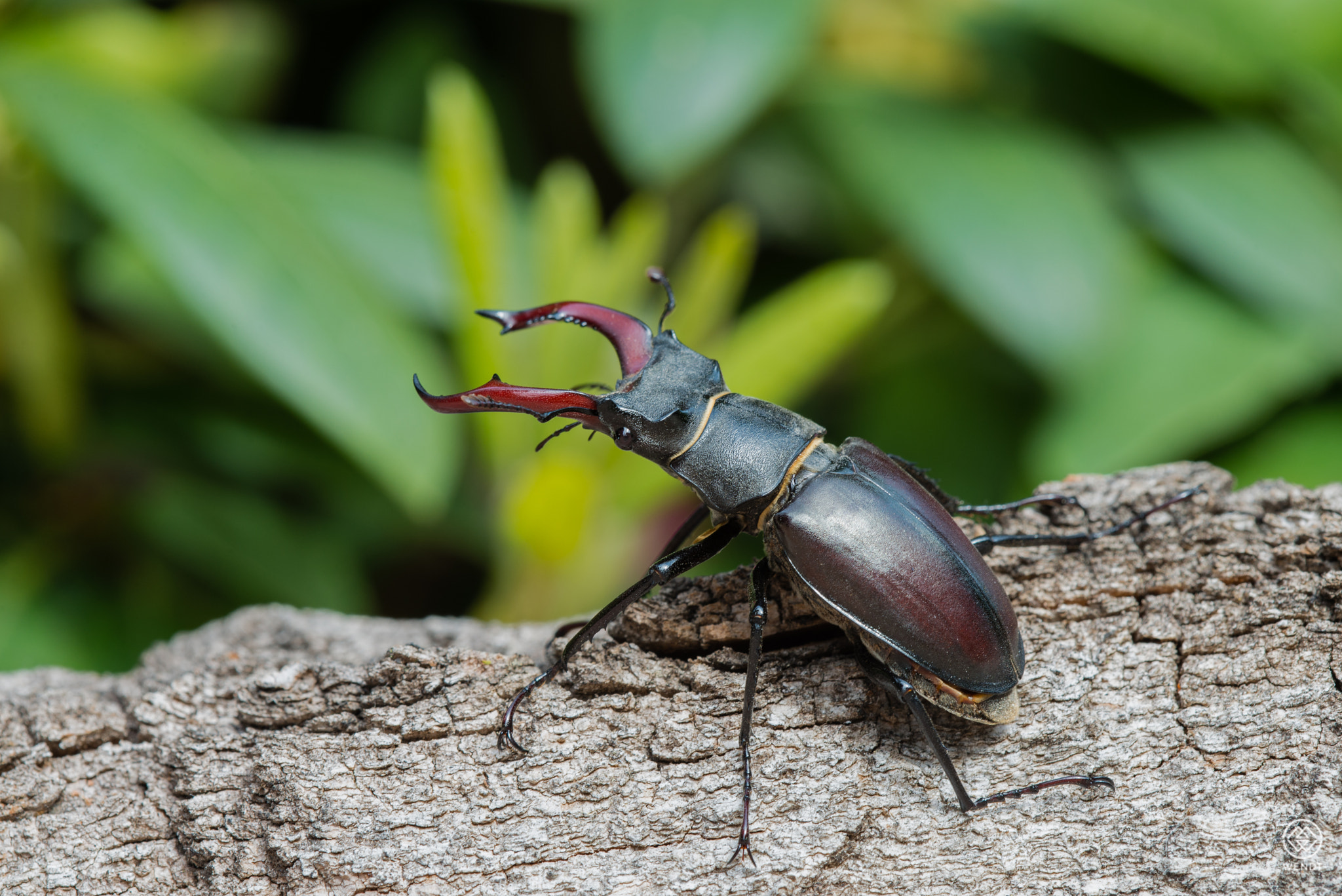 Nikon D610 + Nikon AF Micro-Nikkor 200mm F4D ED-IF sample photo. Stag beetle photography