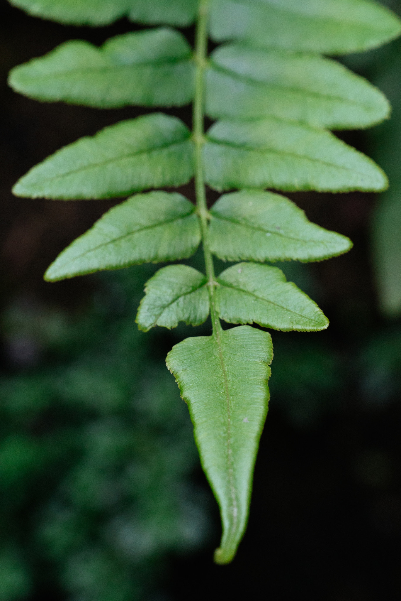 Sony a7S + Sony FE 24-240mm F3.5-6.3 OSS sample photo. 蕨叶 photography