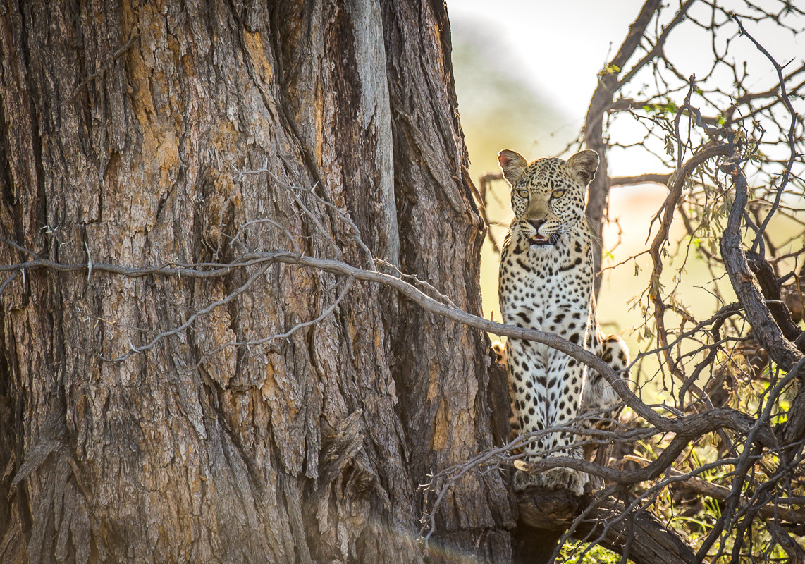 Nikon D4S + Nikon AF-S Nikkor 500mm F4G ED VR sample photo. Leopard female photography