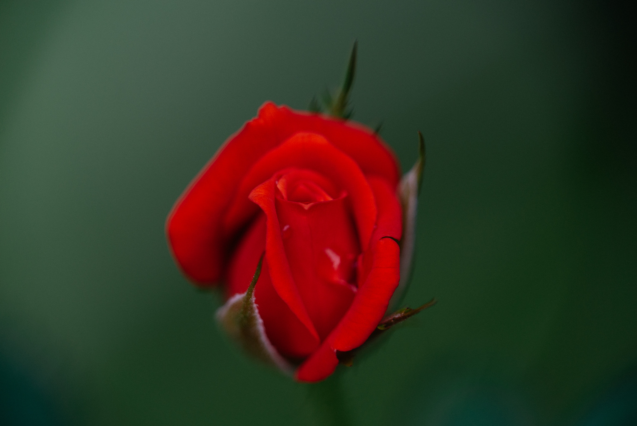 Sony a7S + Sony FE 24-240mm F3.5-6.3 OSS sample photo. 红玫瑰2 photography