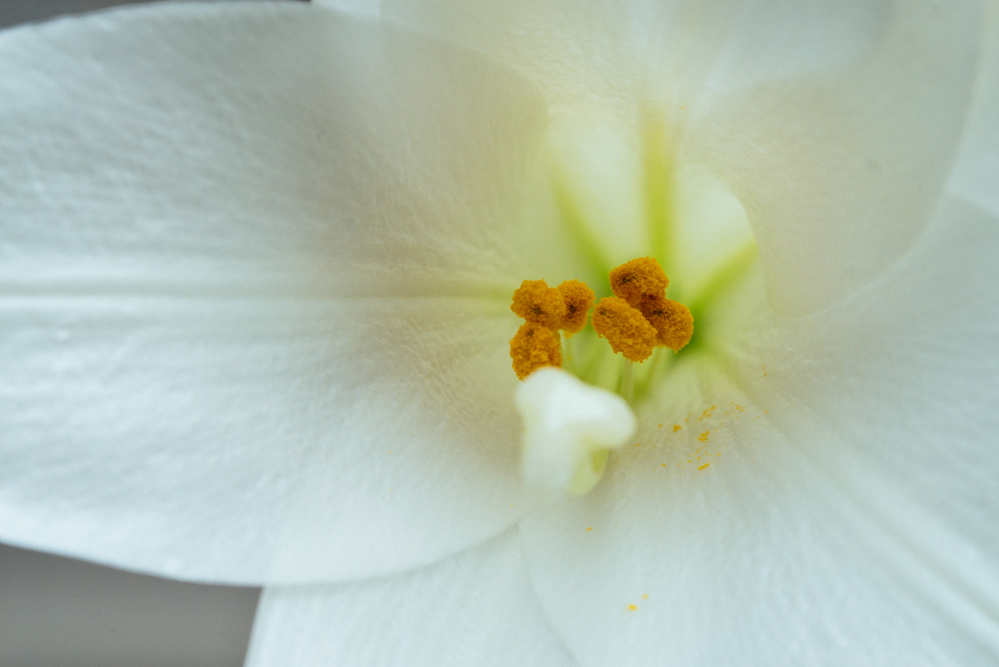 Sony a7S + Sony FE 24-240mm F3.5-6.3 OSS sample photo. 百合1 photography