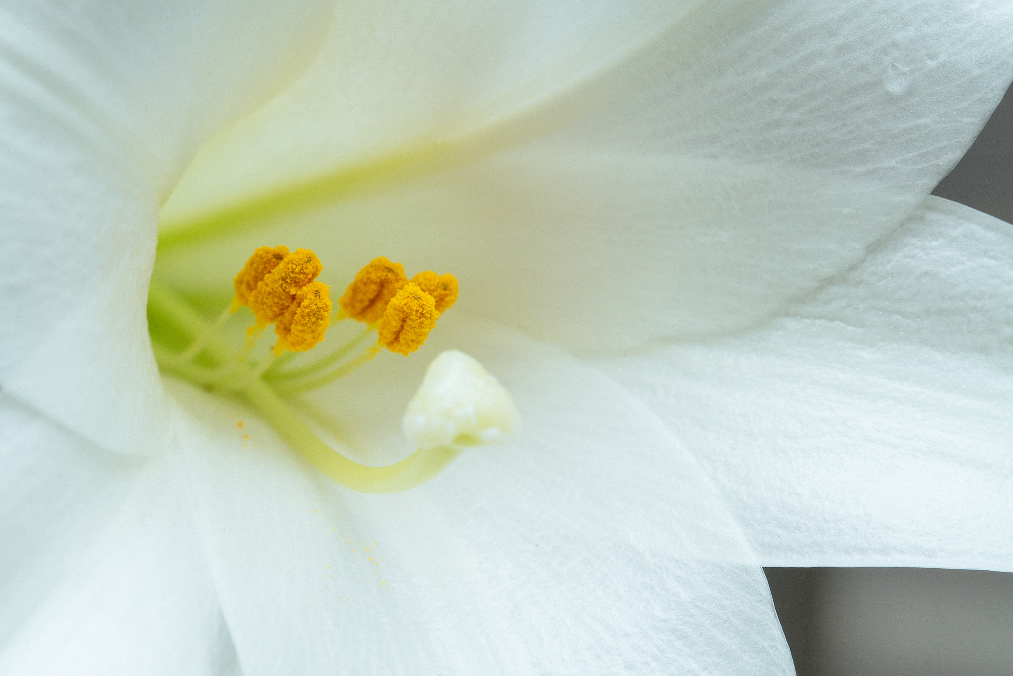 Sony a7S + Sony FE 24-240mm F3.5-6.3 OSS sample photo. 百合2 photography