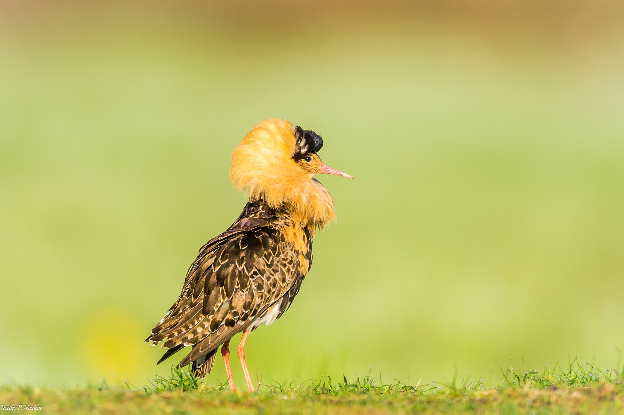 Nikon AF-S Nikkor 600mm F4E FL ED VR sample photo. Ruff at the lek photography