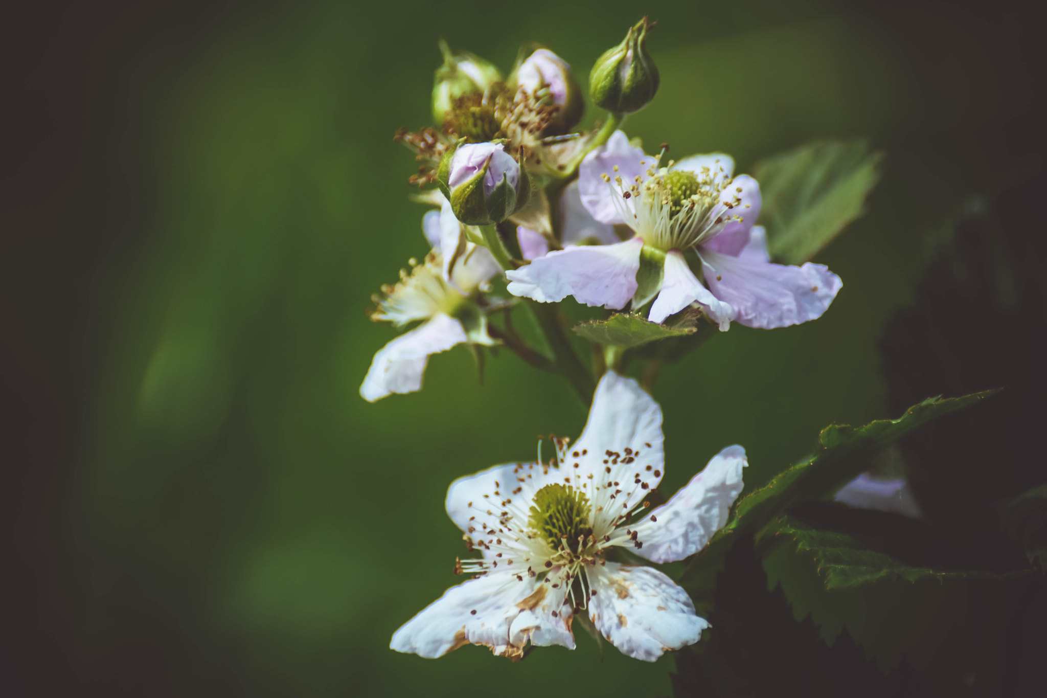 Nikon D7100 + Sigma 70-300mm F4-5.6 DG Macro sample photo. Blackberry flowers photography