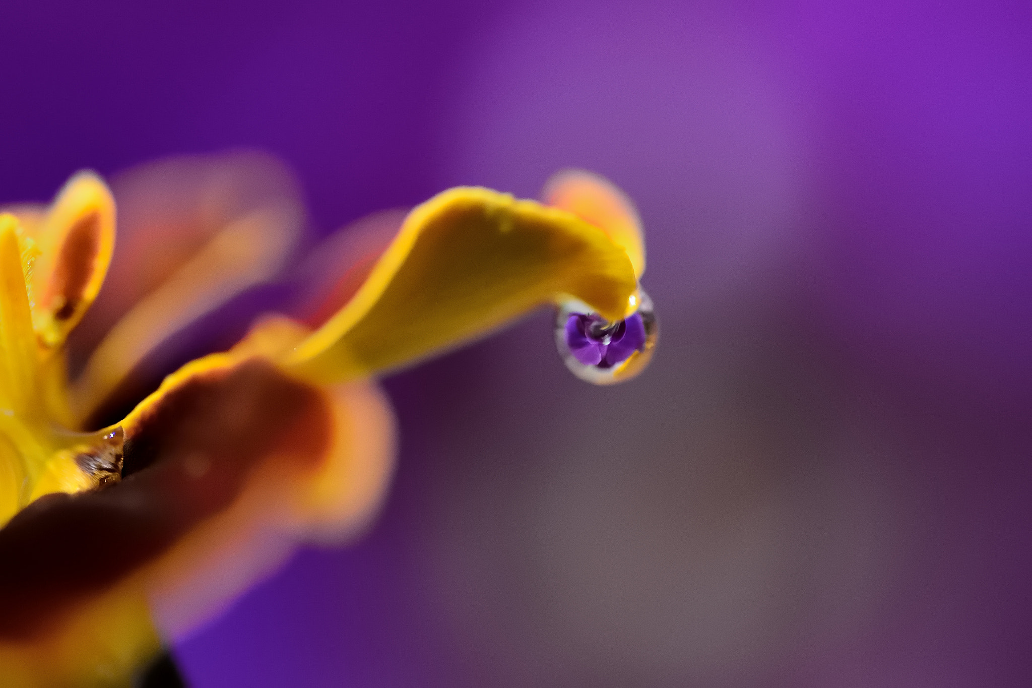 Nikon D3100 sample photo. Drop photography