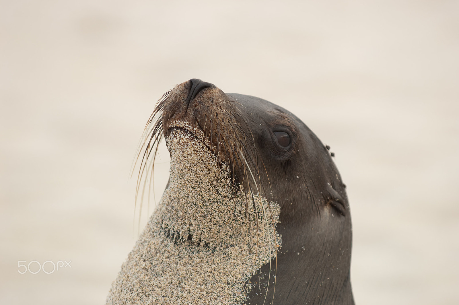 Nikon D2X sample photo. Cool sand seal photography