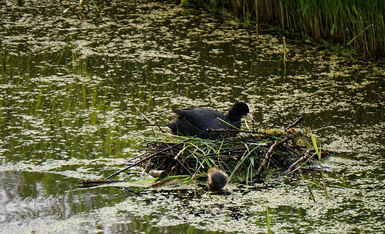 Sony E 55-210mm F4.5-6.3 OSS sample photo. Eurasian coot with chick 2 photography