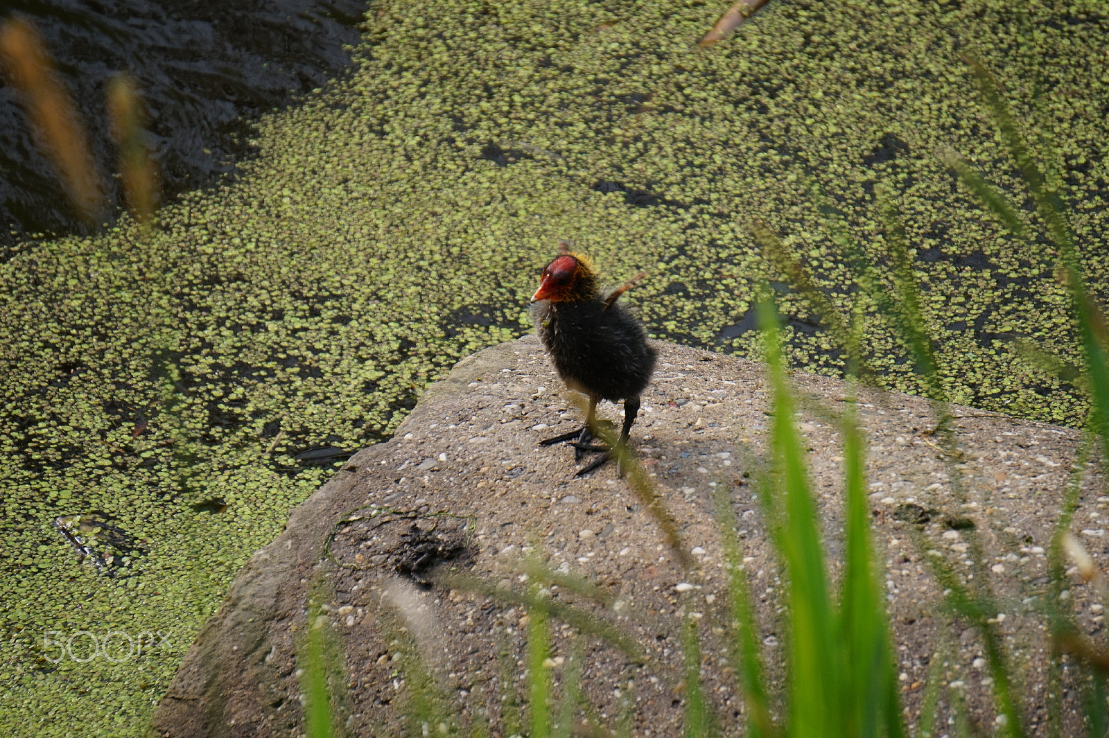 Sony E 55-210mm F4.5-6.3 OSS sample photo. Eurasian coot chick photography