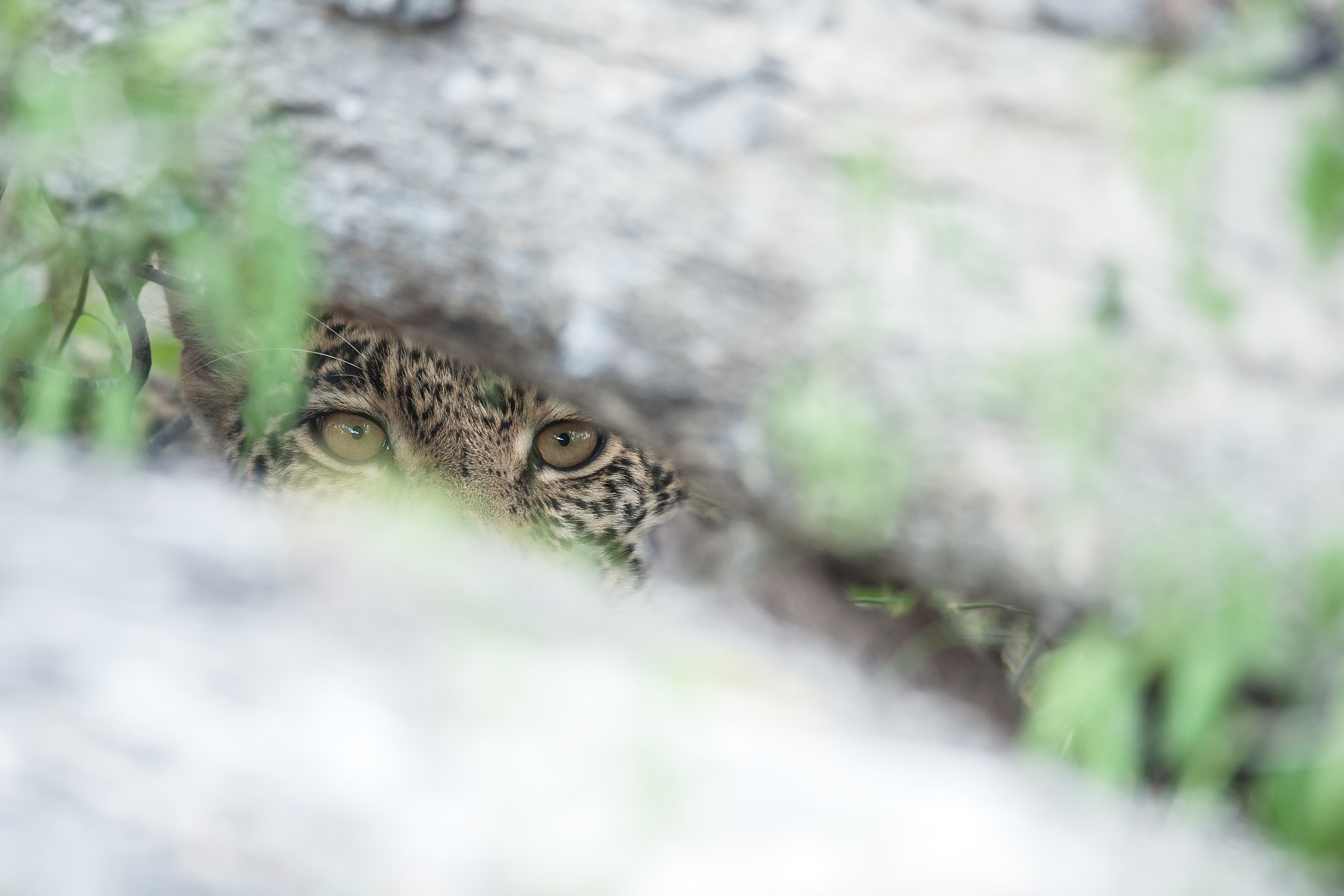Sigma 150-600mm F5-6.3 DG OS HSM | S sample photo. Hidden leopard photography
