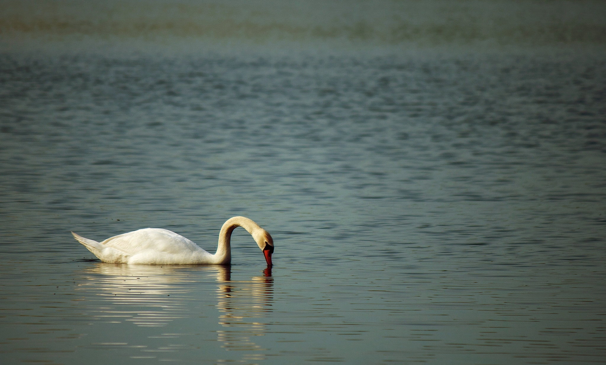 Canon EOS 40D sample photo. Evening swan photography