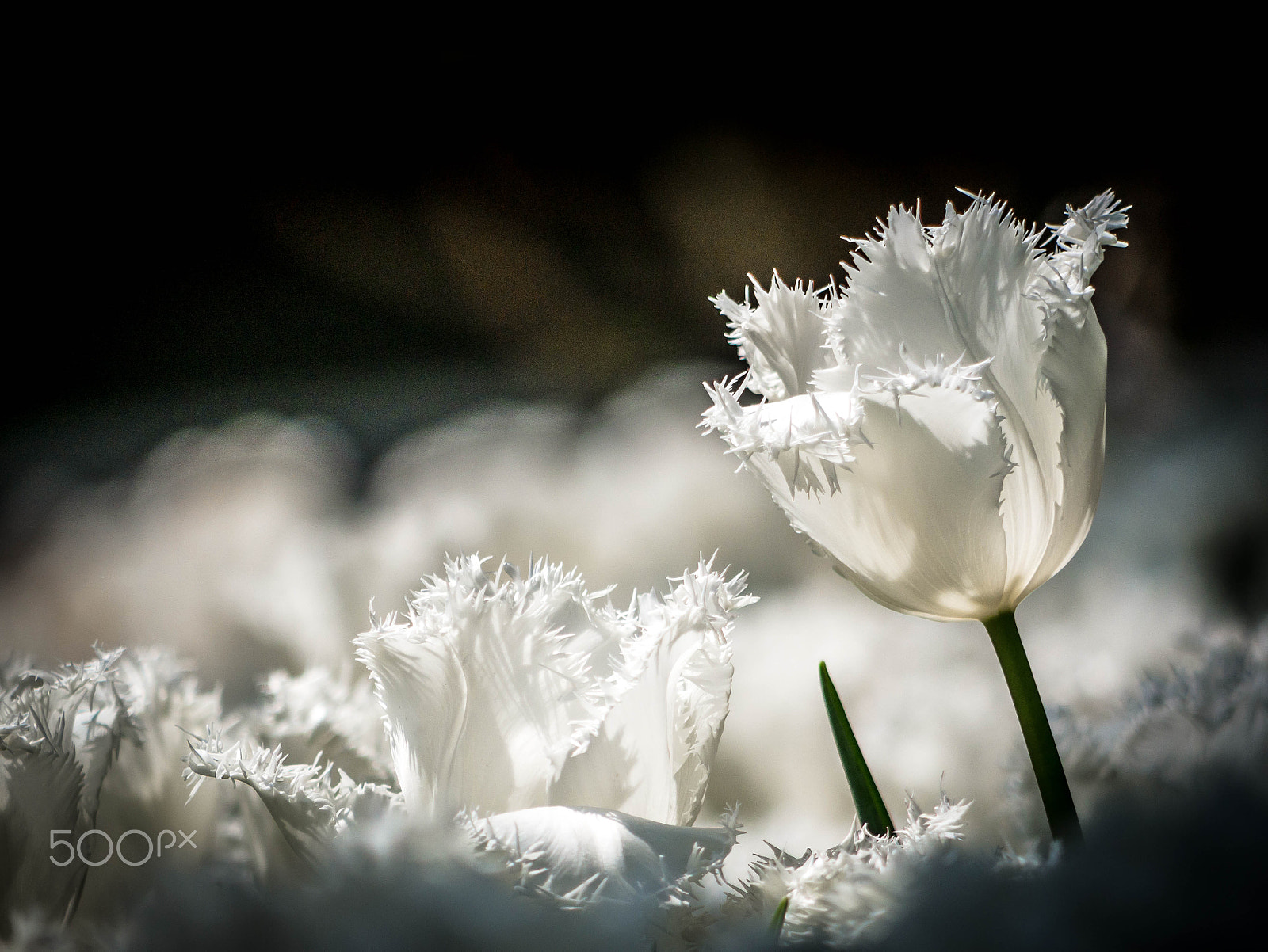 Panasonic Lumix G Vario 45-200mm F4-5.6 OIS sample photo. White tulips photography