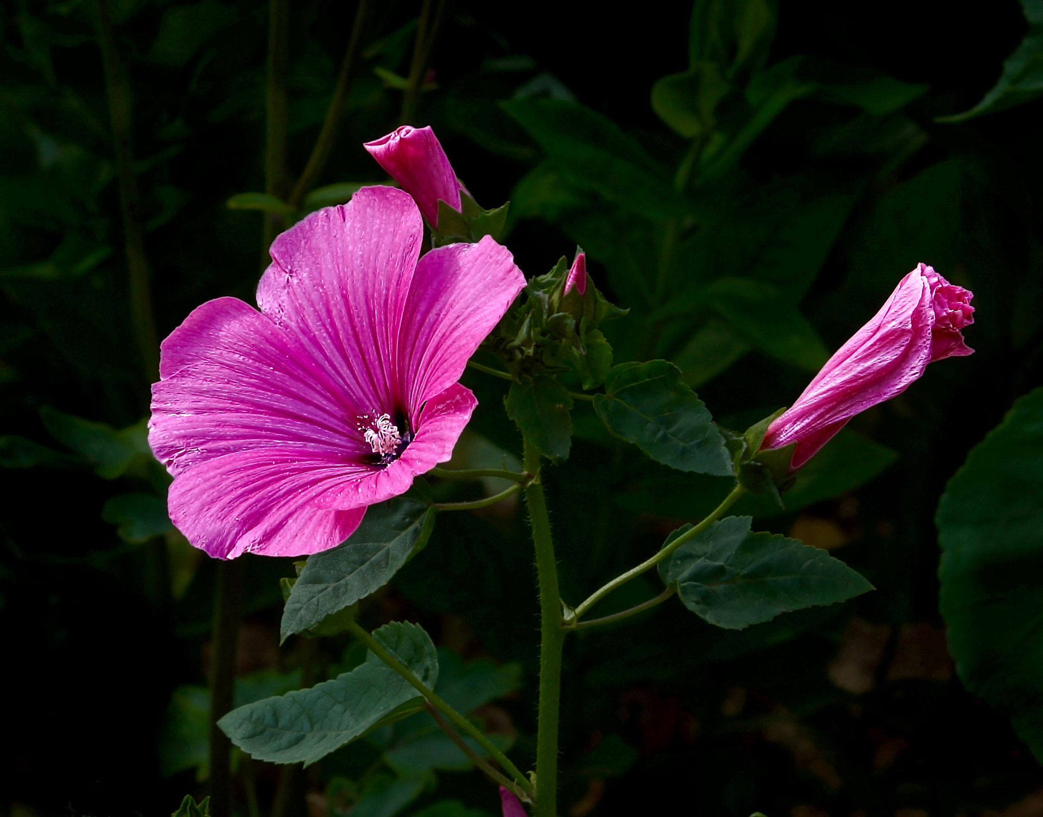 Sony SLT-A65 (SLT-A65V) + Tamron SP AF 70-200mm F2.8 Di LD (IF) MACRO sample photo. Suncatcher photography