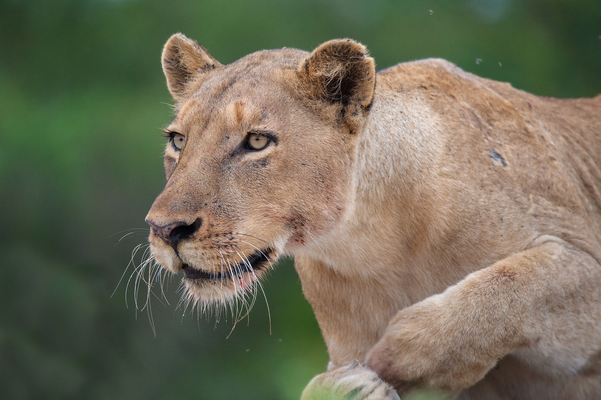 Sigma 150-600mm F5-6.3 DG OS HSM | S sample photo. Staking lioness photography