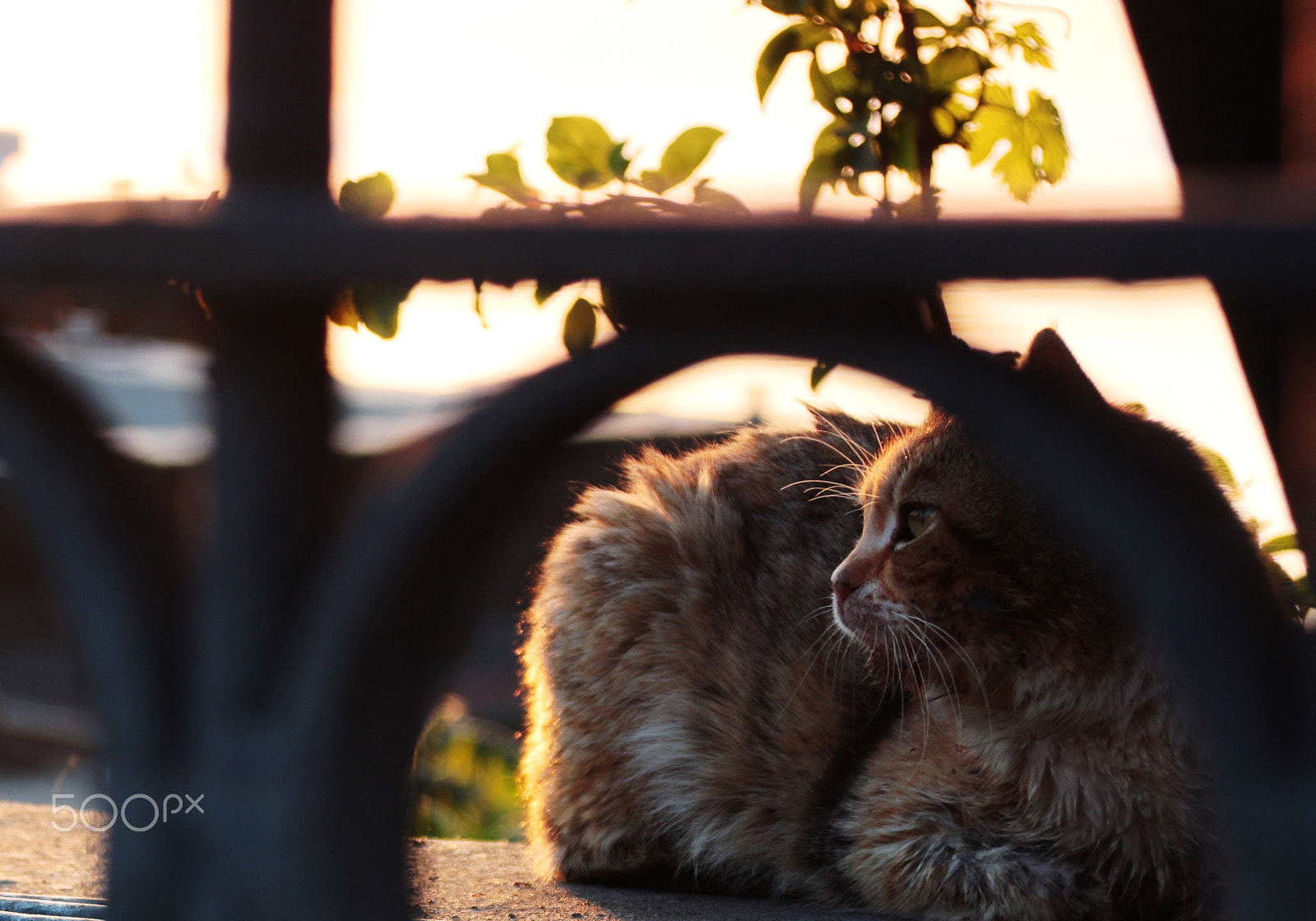 Canon EOS 650D (EOS Rebel T4i / EOS Kiss X6i) + Canon TS-E 90mm F2.8 Tilt-Shift sample photo. .... photography