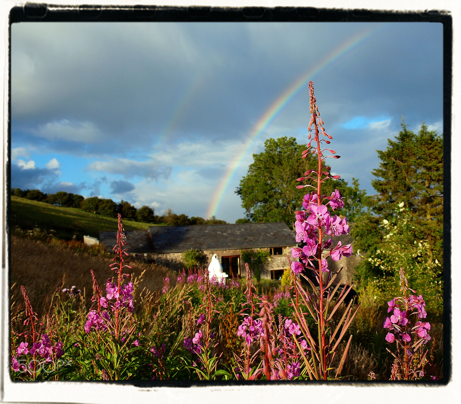 Olympus E-600 (EVOLT E-600) sample photo. Rainbow flower photography