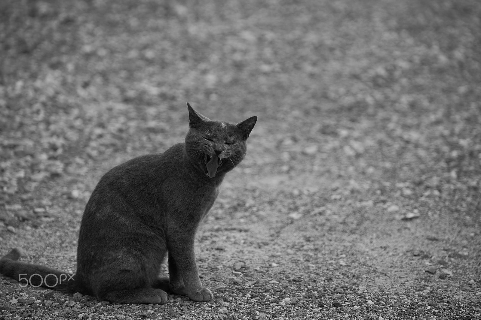 Minolta AF 300mm F2.8 HS-APO G sample photo. Kitty cat adventure photography