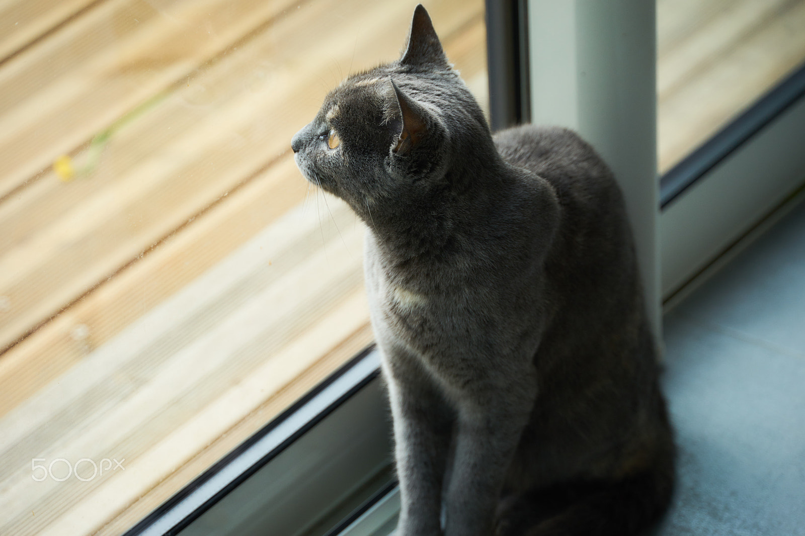 Minolta AF 300mm F2.8 HS-APO G sample photo. Kitty cat adventure photography