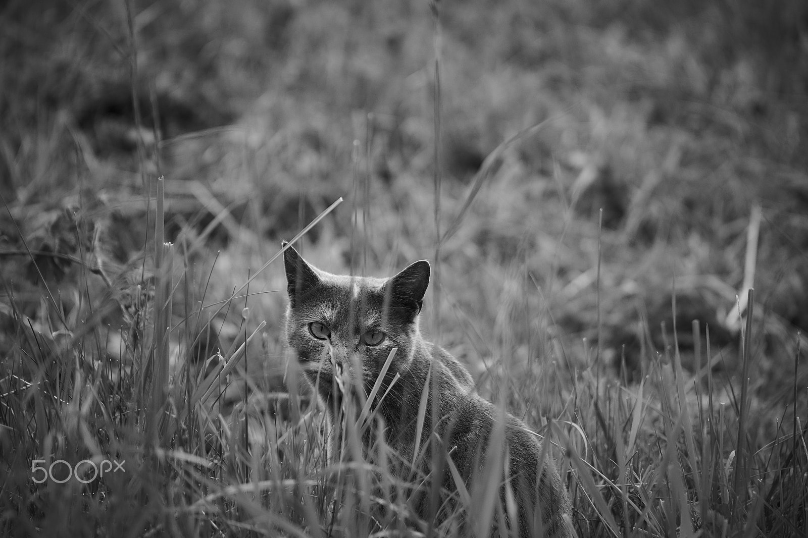 Minolta AF 300mm F2.8 HS-APO G sample photo. Kitty cat adventure photography